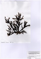 藏品(雙叉網翼藻)的圖片